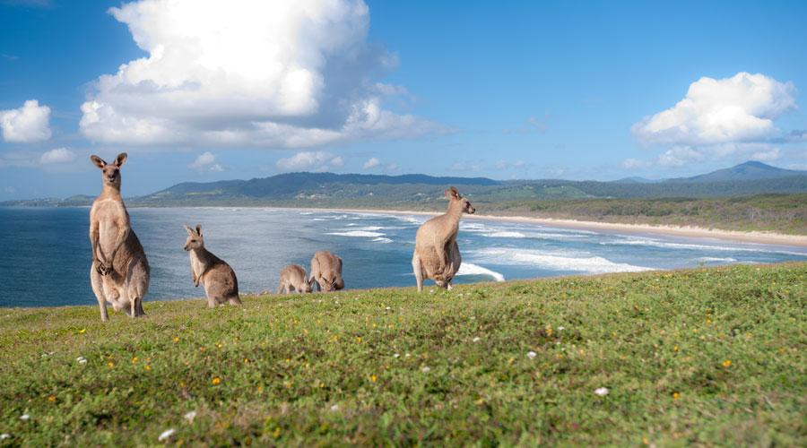 The Big Three and Beyond: Must-Sees in Australia and New Zealand - background banner